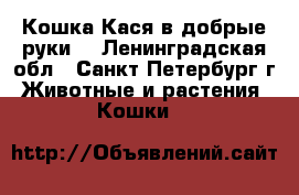 Кошка Кася в добрые руки! - Ленинградская обл., Санкт-Петербург г. Животные и растения » Кошки   